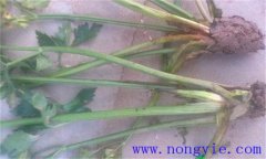 西芹裂根是怎么回事？怎樣防止？