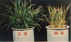 氮、磷、鉀對(duì)植物的作用分別是什么
