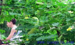 苦瓜的田間管理用打叉嗎？苦瓜的田間管理技術(shù)