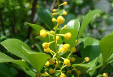種植米蘭花應(yīng)注意什么？