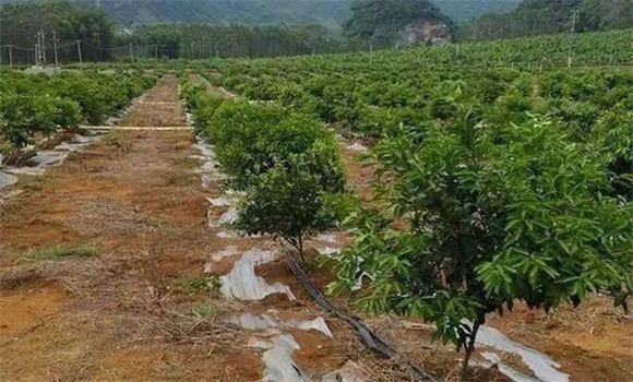 柑橘的土、肥、水管理