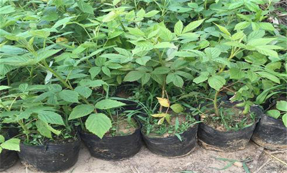 樹(shù)莓的栽植時(shí)間
