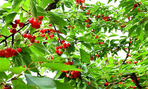 樹(shù)莓的水肥管理要點(diǎn)
