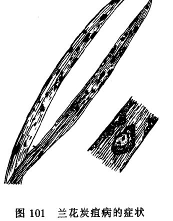 蘭花病蟲害防治技術