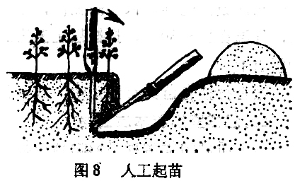 ="苗木在起、運(yùn)過程中應(yīng)注意什么"