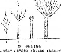 什么是柳樹(shù)頭木作業(yè) 怎樣施行？