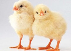 小雞怎么養(yǎng)最好？