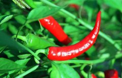 辣椒屬于什么類蔬菜？