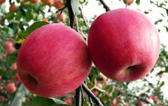 紅富士蘋果產(chǎn)地在哪里？