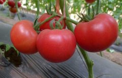 西紅柿常用激素、調(diào)節(jié)劑、微肥、葉面肥