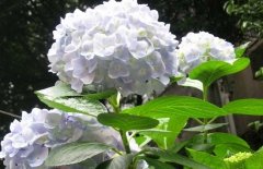 繡球花可以放在室內(nèi)嗎？繡球花適合放在哪里？