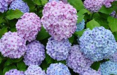 繡球花的花期是什么時(shí)候？