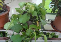 常見的凈化空氣的室內(nèi)植物有哪些？