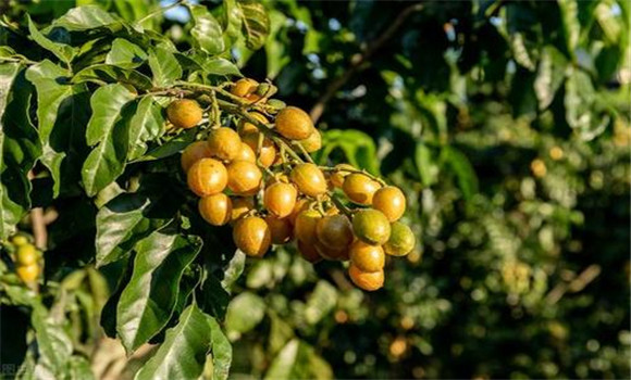 黃皮如何疏花、疏果、保果