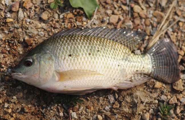 羅非魚(yú)的品種知識(shí)