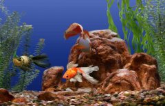 觀賞魚(yú)鯰魚(yú)在習(xí)性上有什么特點(diǎn)和種類(lèi)