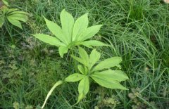 半夏的種植前景如何？半夏的市場(chǎng)現(xiàn)狀分析