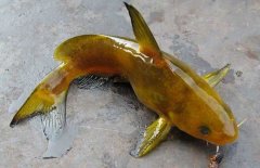 黃顙魚的種類（品種）有哪些？