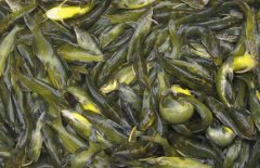 黃顙魚(yú)的市場(chǎng)參考價(jià)格，黃顙魚(yú)的選購(gòu)方法