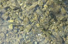青魚(yú)魚(yú)種培育方法、親魚(yú)培育池設(shè)計(jì)與繁殖技術(shù)