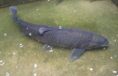 青魚(yú)吃什么食物？青魚(yú)的飼料建議配方