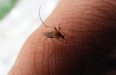 蚊子為什么要吸血 蚊子吸血的時(shí)候可以拍死嗎？
