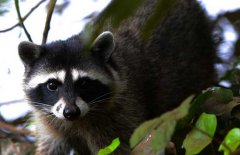 果子貍是幾級保護動物？