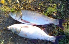 白鰱和鳙魚的區(qū)別有哪些？