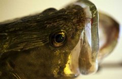 鱖魚品種有哪幾種、各有什么特點(diǎn)？