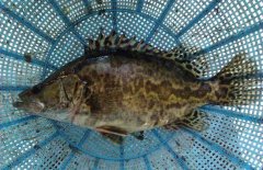 鱖魚(yú)和桂魚(yú)的區(qū)別是什么，鱖魚(yú)的別稱(chēng)有哪些