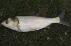 鰱魚疾病防治技術(shù)：爛鰓病、四極蟲病、豎鱗病