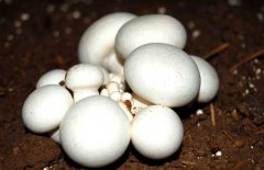 口蘑、香菇、草菇的區(qū)別