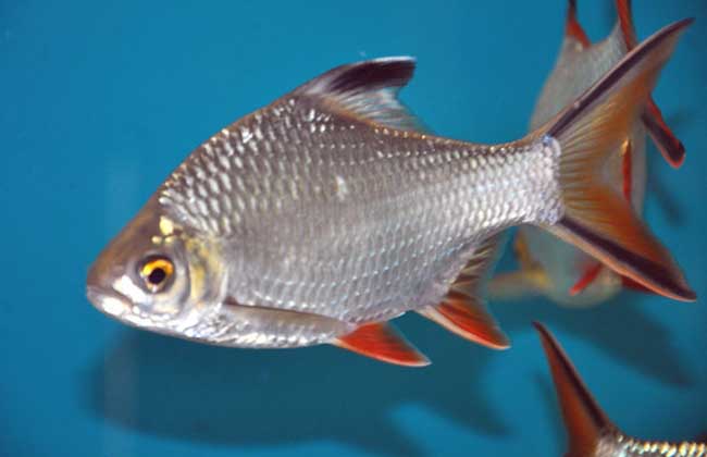 觀賞魚(yú)管理技術(shù)