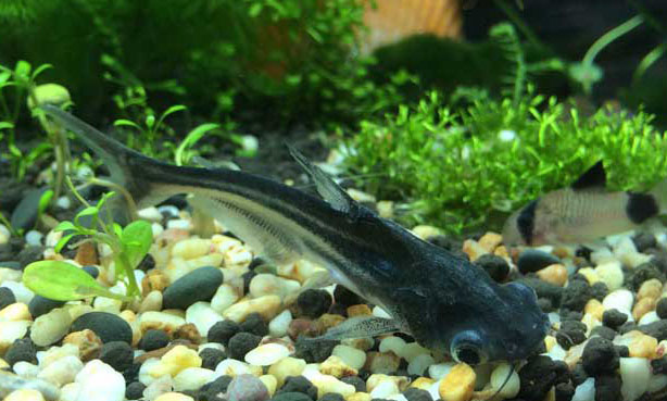 鸚鵡魚和什么魚混養(yǎng)好？