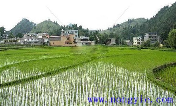 搶茬精播，穩(wěn)過(guò)立苗關(guān)
