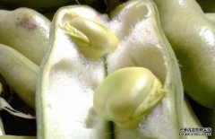 蠶豆有毒嗎？
