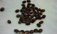早春大棚西瓜種植之浸種、催芽方法
