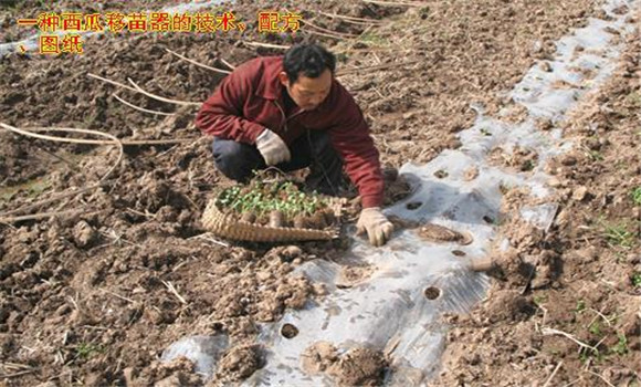 放苗、間苗、補(bǔ)苗