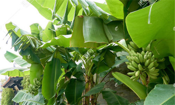 香蕉樹(shù)幾年結(jié)果