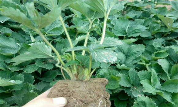 怎樣起草莓苗，如何包裝運輸和貯藏