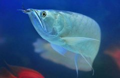 銀龍魚(yú)能長(zhǎng)多大？銀龍魚(yú)多少錢一條