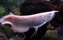銀龍魚(yú)水溫多少合適 銀龍魚(yú)水溫調(diào)節(jié)方法