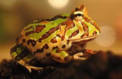 角蛙的飼養(yǎng)方法，角蛙如何飼養(yǎng)