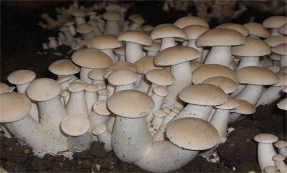福菇肽有哪些作用，怎樣施用