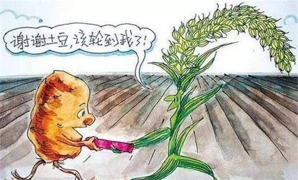 改善栽培制度，合理輪作