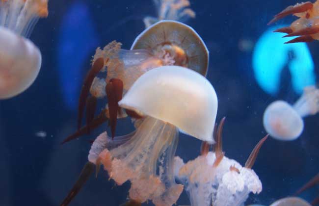 海蜇能蜇死人嗎？