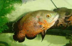 地圖魚吃什么長(zhǎng)得快，地圖魚吃什么飼料好？