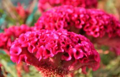 雞冠花治婦科病嗎，它有哪些作用