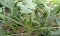 菜螟在什么條件下發(fā)生嚴重，菜螟怎樣防治