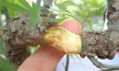 果樹去皮貼接的方法、步驟及其技術(shù)特點